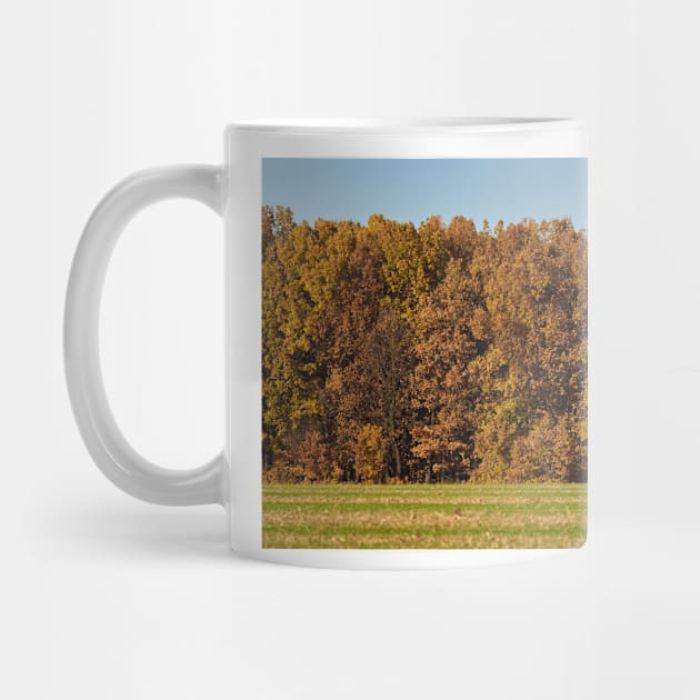 Oak forest in the autumn by naturalis